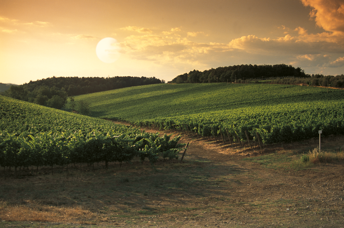 Tenuta Tignanello